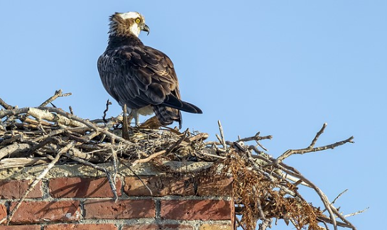 Blocked Chimney